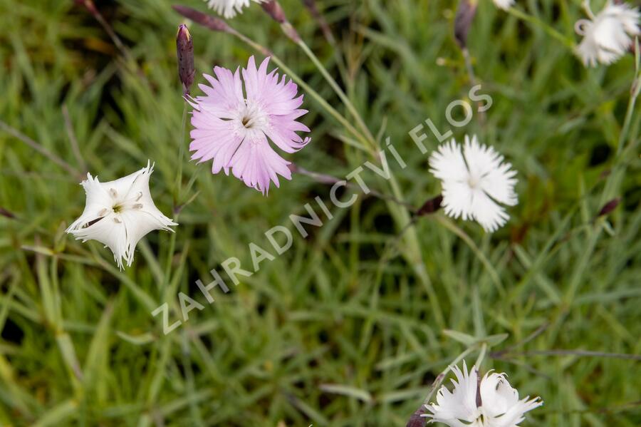 Hvozdík časný pravý - Dianthus praecox