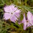 Hvozdík časný pravý - Dianthus praecox