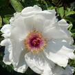 Pivoňka dřevitá 'Xue Ta' - Paeonia suffruticosa 'Xue Ta'