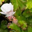 Kakost 'Lohfelden' - Geranium x cantabrigiense 'Lohfelden'