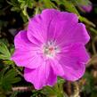 Kakost krvavý 'Max Frei' - Geranium sanguineum 'Max Frei'