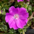 Kakost krvavý 'Max Frei' - Geranium sanguineum 'Max Frei'