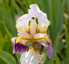 Kosatec německý 'Folkwang' - Iris barbata-elatior 'Folkwang'