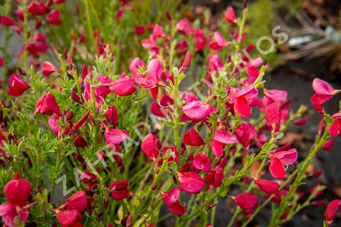 Čilimník 'Boskoop Ruby' - Cytisus 'Boskoop Ruby'