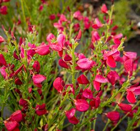 Čilimník 'Boskoop Ruby' - Cytisus 'Boskoop Ruby'