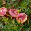 Čilimník 'Andreanus Splendens' - Cytisus 'Andreanus Splendens'