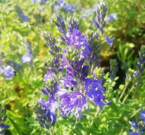 Rozrazil ožankovitý 'Königsblau' - Veronica teucrium 'Königsblau'