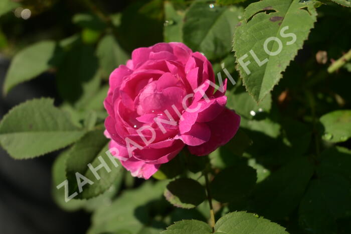 Růže parková 'Rose de Resht' - Rosa S 'Rose de Resht'