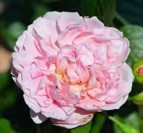 Anglická pnoucí růže Davida Austina 'Strawberry Hill' - Rosa PN 'Strawberry Hill'