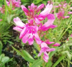 Dračík vousatý 'Pristine Princess Pink' - Penstemon barbatus 'Pristine Princess Pink'