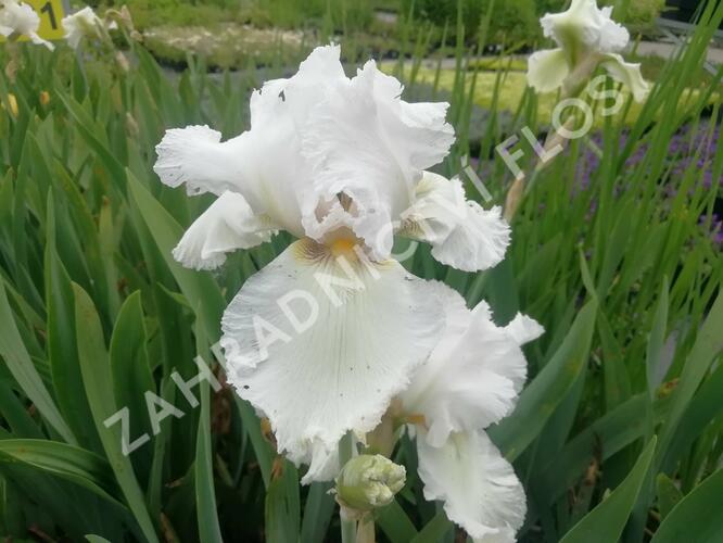 Kosatec německý 'Queen of India' - Iris barbata-elatior 'Queen of India'