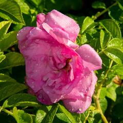 Růže svraskalá 'Rosa Zwerg' - Rosa rugosa 'Rosa Zwerg'