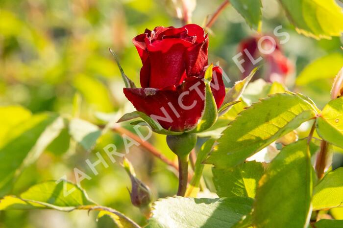 Růže parková 'Merveille des Rouges' - Rosa S 'Merveille des Rouges'