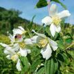 Pustoryl panenský 'Mont Blanc' - Philadelphus virginalis 'Mont Blanc'