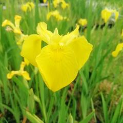 Kosatec 'Kukura' - Iris 'Kukura'