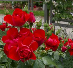 Růže mnohokvětá Kordes 'Black Forest Rose' - Rosa MK 'Black Forest Rose'