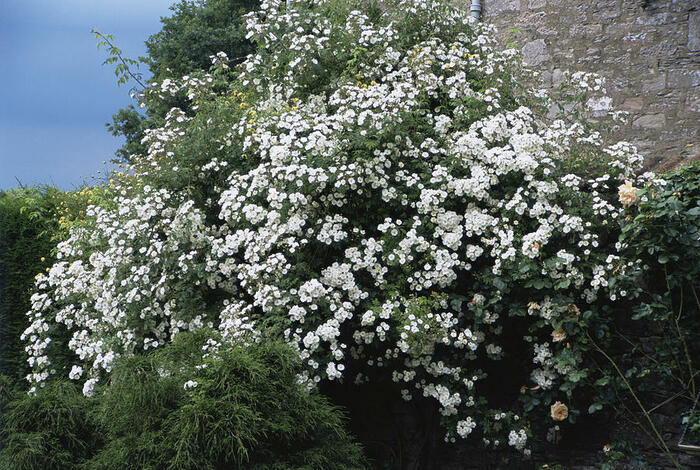 Růže pnoucí 'Rambling Rector' - Rosa PN 'Rambling Rector'