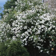 Růže pnoucí 'Rambling Rector' - Rosa PN 'Rambling Rector'