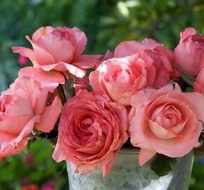 Růže velkokvětá Meilland 'Arthur Rimbaud' - Rosa VK 'Arthur Rimbaud'