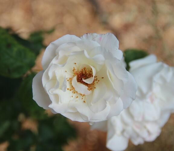 Růže velkokvětá 'White Queen Elizabeth' - Rosa VK 'White Queen Elizabeth'