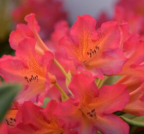 Pěnišník 'Scyphocalix' - Rhododendron 'Scyphocalix'