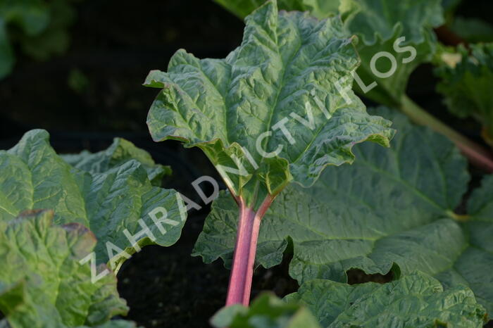 Reveň rebarbora 'Holsteiner Blut' - Rheum rhabarbarum 'Holsteiner Blut'