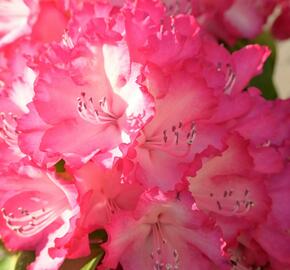 Pěnišník 'XXL' - Rhododendron 'XXL'