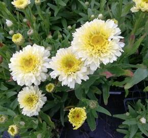 Kopretina největší 'Shortstop' - Leucanthemum maximum 'Shortstop'