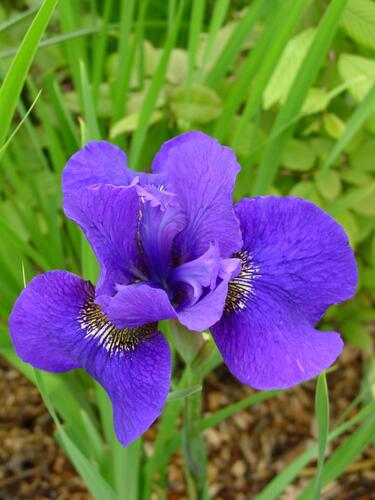 Kosatec sibiřský 'Dark Cirkle' - Iris sibirica 'Dark Circle'