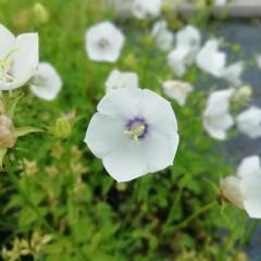 Zvonek karpatský 'Jenny' - Campanula carpatica 'Jenny'