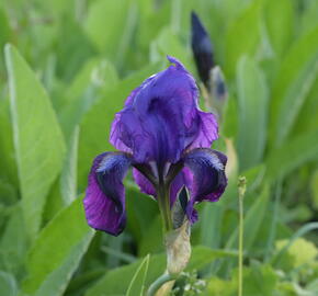 Kosatec nízký 'Hamburger Nacht' - Iris barbata-nana 'Hamburger Nacht'