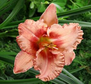 Denivka 'Broaden Your Horizons' - Hemerocallis 'Broaden Your Horizons'