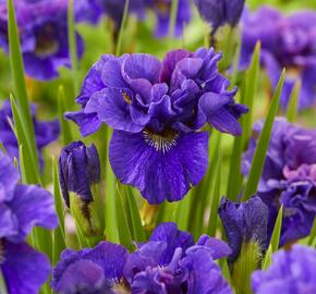 Kosatec sibiřský 'Concord Crush' - Iris sibirica 'Concord Crush'