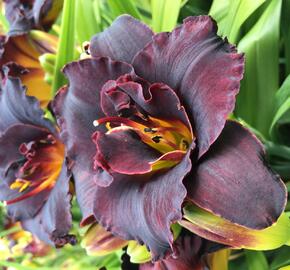 Denivka 'Voodoo Dancer' - Hemerocallis 'Voodoo Dancer'