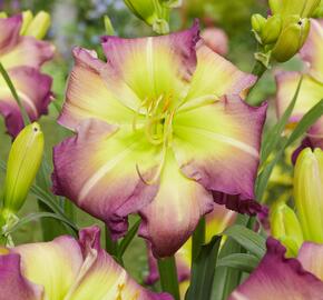 Denivka 'Regency Heights' - Hemerocallis 'Regency Heights'