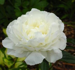 Pivoňka bělokvětá 'Snow Supreme' - Paeonia lactiflora 'Snow Supreme'