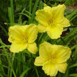 Denivka 'Big Time Happy' - Hemerocallis 'Big Time Happy'