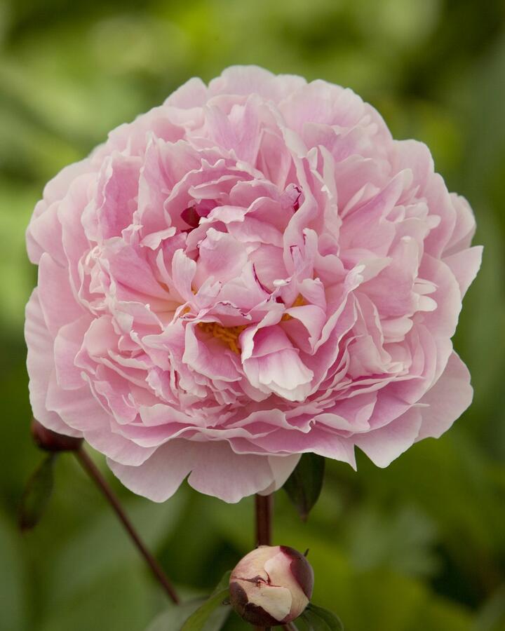 Pivoňka bělokvětá 'Sarah Bernhardt' - Paeonia lactiflora 'Sarah Bernhardt'