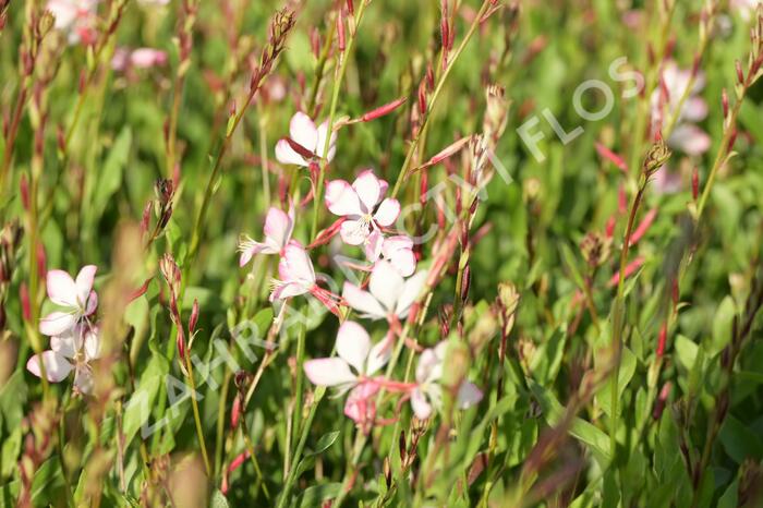 Svíčkovec 'Rosy Jane' - Gaura lindheimeri 'Rosy Jane'