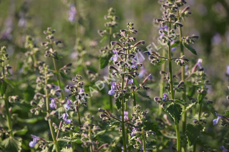 Šanta 'Dropmore' - Nepeta x faassenii 'Dropmore'