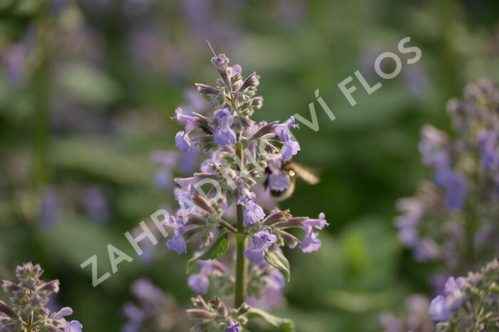 Šanta hroznovitá 'Grog' - Nepeta racemosa 'Grog'