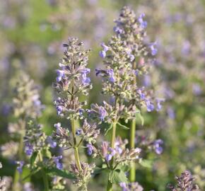 Šanta 'Summer Magic' - Nepeta grandiflora 'Summer Magic'