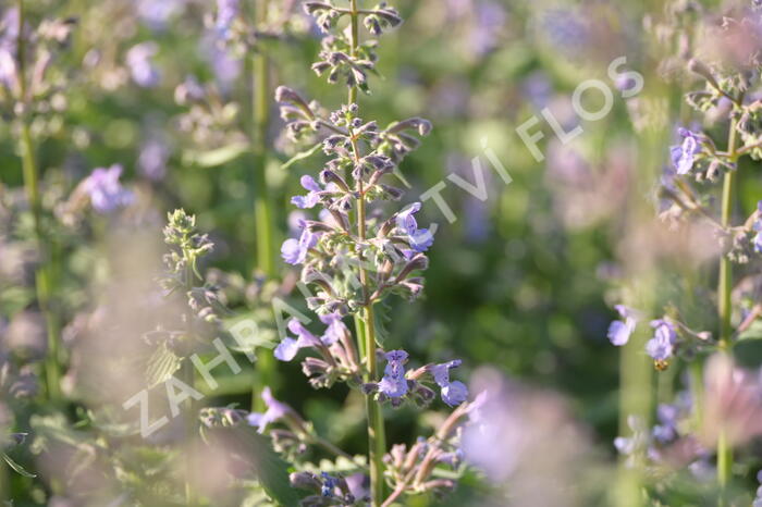 Šanta 'Grol' - Nepeta x faassenii 'Grol'