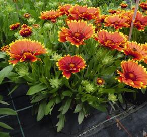 Kokarda osinatá 'Sunset Flash' - Gaillardia aristata 'Sunset Flash'