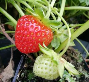 Jahodník stáleplodící 'Vivara' - Fragaria ananassa 'Vivara'