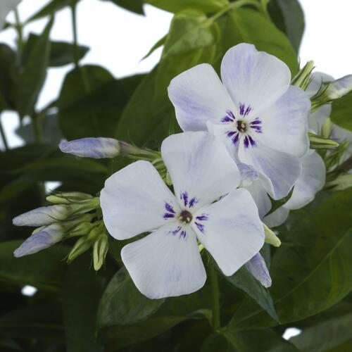 Plamenka latnatá 'Flame Light Blue' - Phlox paniculata 'Flame Light Blue'