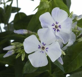 Plamenka latnatá 'Flame Light Blue' - Phlox paniculata 'Flame Light Blue'