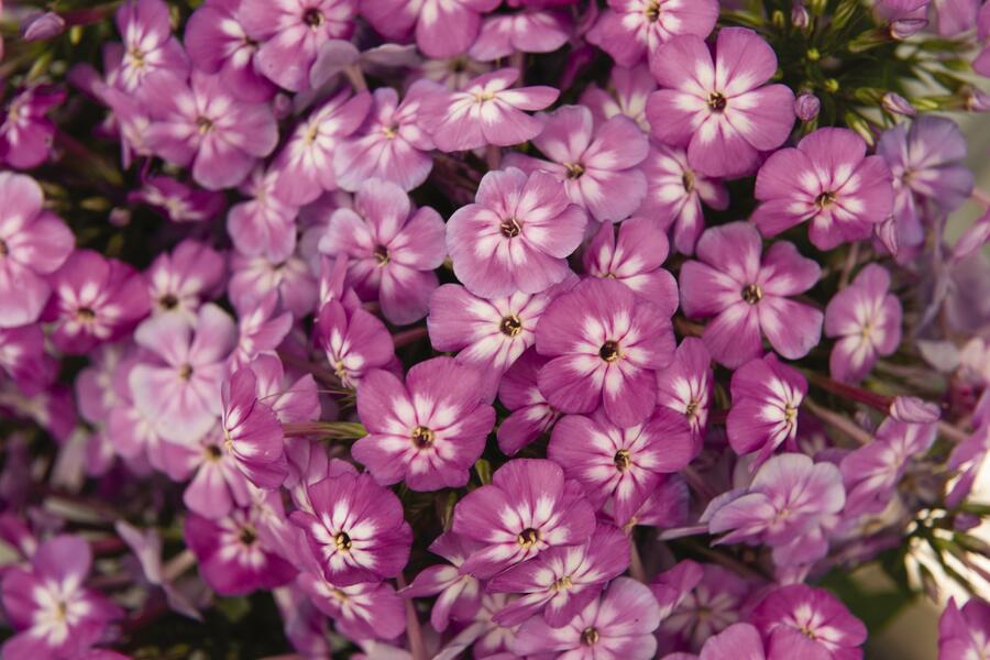 Plamenka latnatá 'Flame Pro Violet Charme' - Phlox paniculata 'Flame Pro Violet Charme'