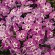 Plamenka latnatá 'Flame Pro Violet Charme' - Phlox paniculata 'Flame Pro Violet Charme'