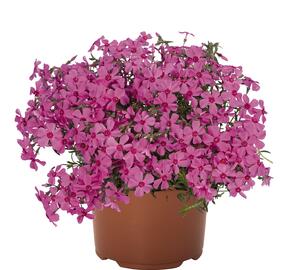 Plamenka šídlovitá 'Spring Pink' - Phlox subulata 'Spring Pink'